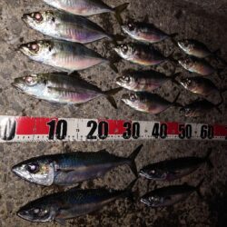 電気ウキ釣り 18