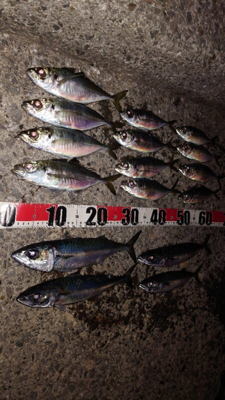 電気ウキ釣り 18