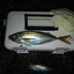 (尺アジ)フロートゲ~ム