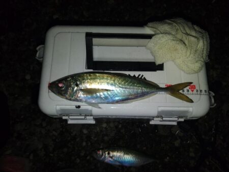 (尺アジ)フロートゲ~ム