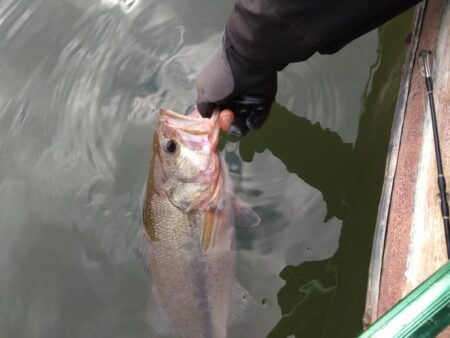 津久井湖初ボート