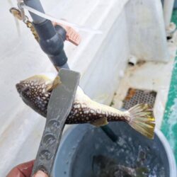 フグ釣り