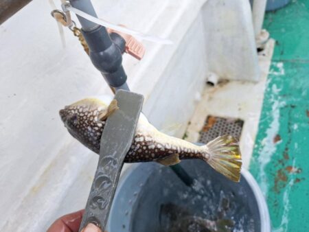 フグ釣り