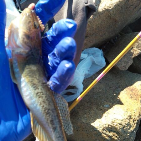 マハゼ〜サイズ更新