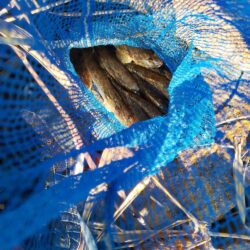 マハゼ好きね〜