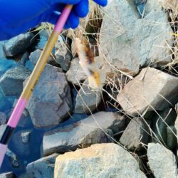 マハゼ〜まだ釣れるが…