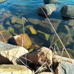 マハゼ〜　寒〜