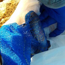 マハゼ〜まだ行ける…かなぁ？