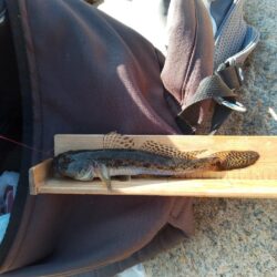 マハゼ　〜10回目