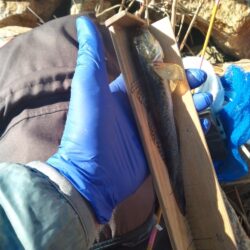 マハゼ〜釣り納め？