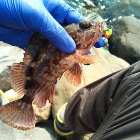 アコウ　釣り納め