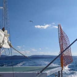 白甘鯛GETしたけど、渋かった