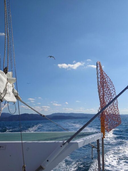 白甘鯛GETしたけど、渋かった