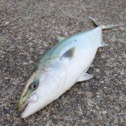 メジロ、ブリがヒット!東二見の飲ませ釣り