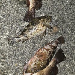 釣り納めで尺メバル