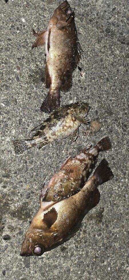 釣り納めで尺メバル