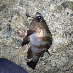 ライトゲームのはずが…