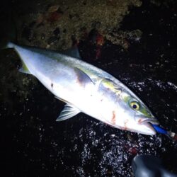 クリスマスプレゼント