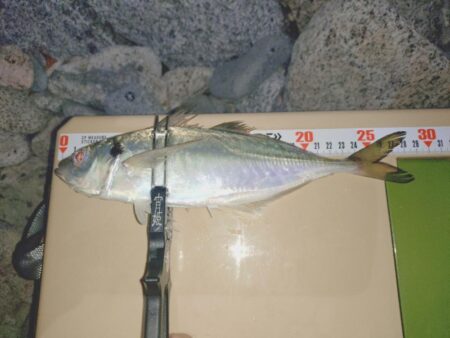 シブい日は粘り釣行