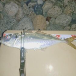 昼間の青物ノマセ釣りボウズからの夜間フロートアジング