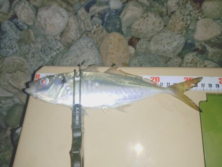 昼間の青物ノマセ釣りボウズからの夜間フロートアジング