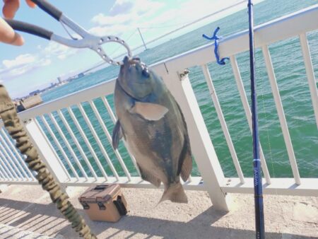 久しぶりのカゴ釣り