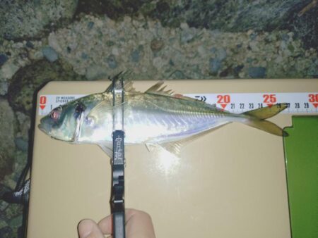 2025年フロートアジング納め