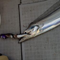 瀬戸内海船タチウオ(初)