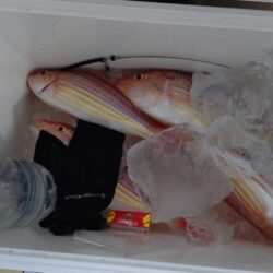 釣り納めアマダイ!!