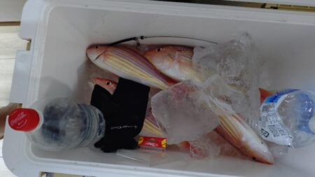 釣り納めアマダイ!!