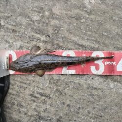 大晦日フィッシュ！