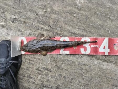 大晦日フィッシュ！