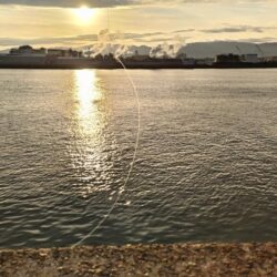 【毎日の朝活情報】絶好調のタコ、ボウズ無しですよ!