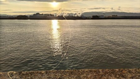 【毎日の朝活情報】絶好調のタコ、ボウズ無しですよ!