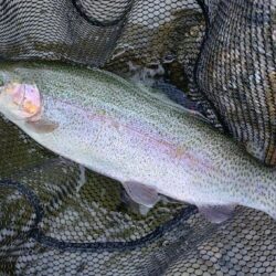 雨の天竜川ルアーフライテンカラ専用区