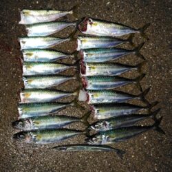 サヨリを狙ったらサバに押しつぶされた話