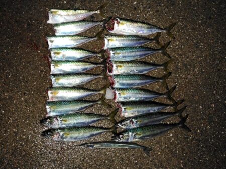 サヨリを狙ったらサバに押しつぶされた話