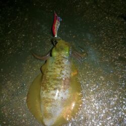 とりあえずアオリ12回目