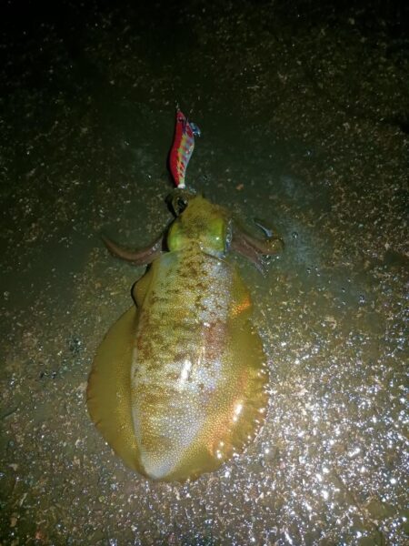 とりあえずアオリ12回目