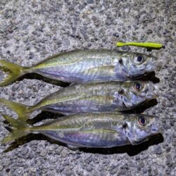 初投稿！アジング釣行