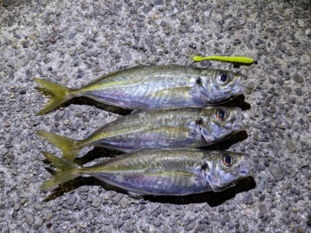 初投稿!アジング釣行