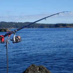 一年ぶりの投稿です