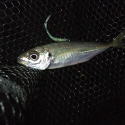 小アジ好調キープ