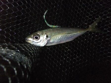 小アジ好調キープ