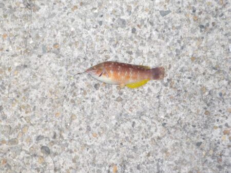 投げ釣り第2戦〜平磯海釣り公園〜