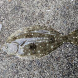 マゴチ、メッキ、ソゲ