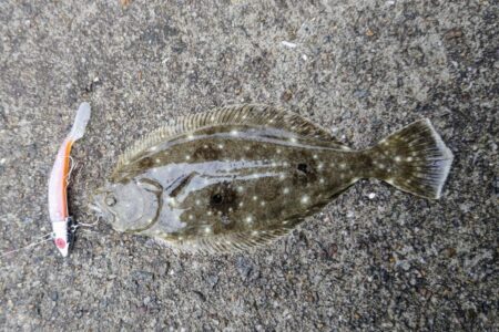 マゴチ、メッキ、ソゲ