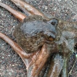 冬のタコ釣り  絶好調！