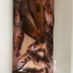 ロックショア納め