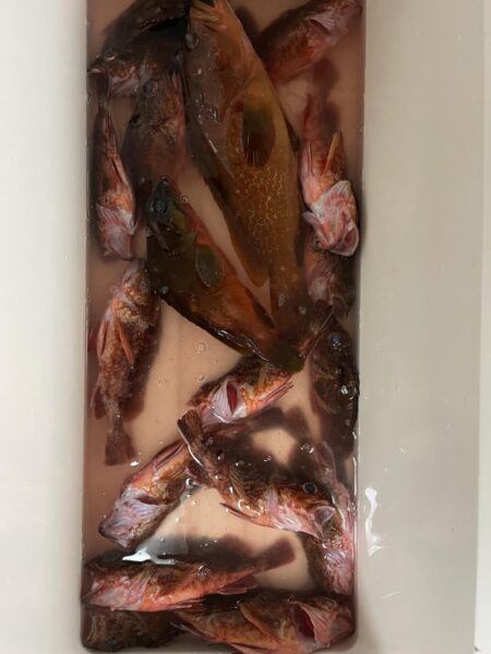 ロックショア納め